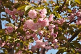 Kwanzan Cherry Tree 2009 03
